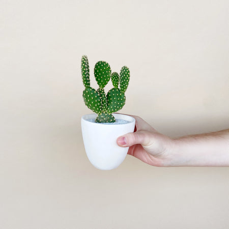 How drainage holes can lead to overwatering your plants