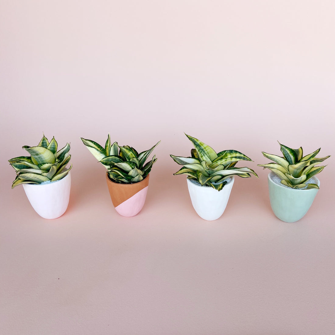 How to Update Your Space with Easy to Take Care of Plants