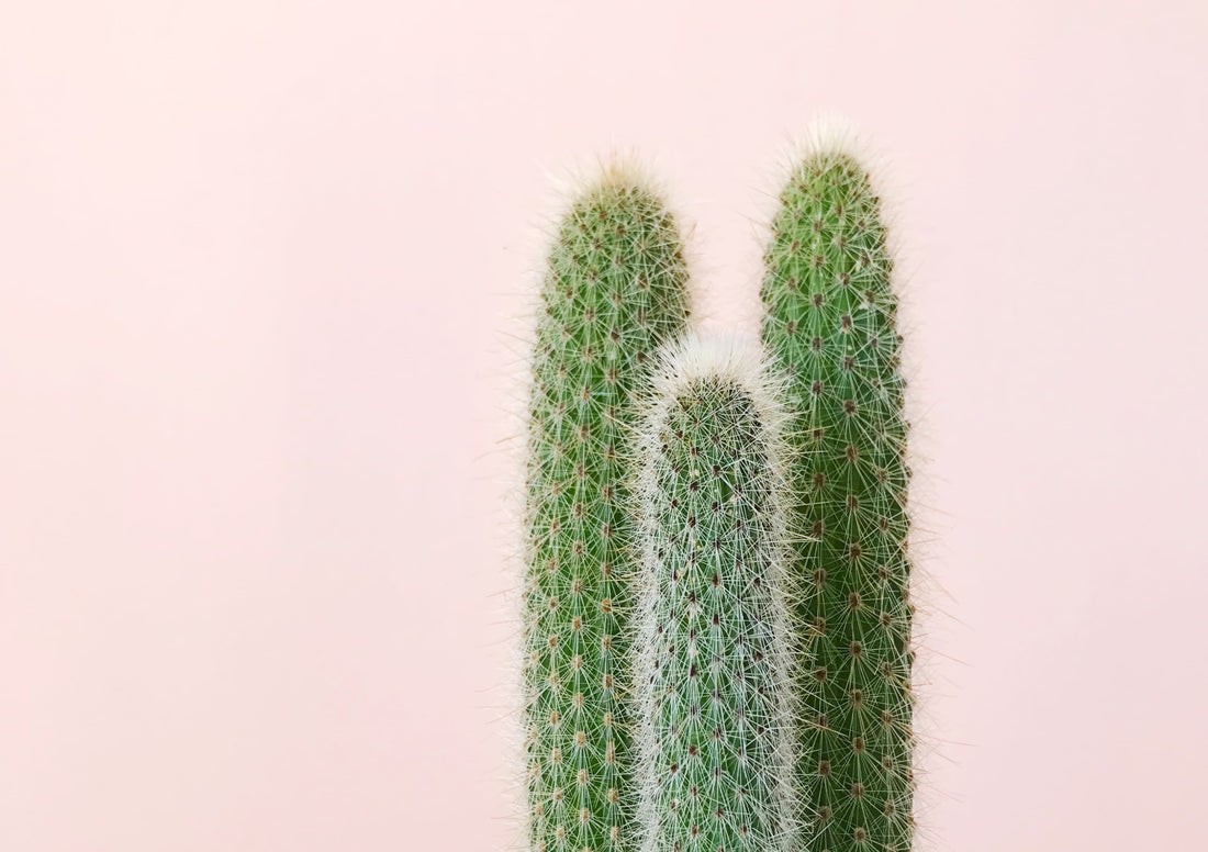 What You Need to Know About Common Myths About Cacti and Succulents