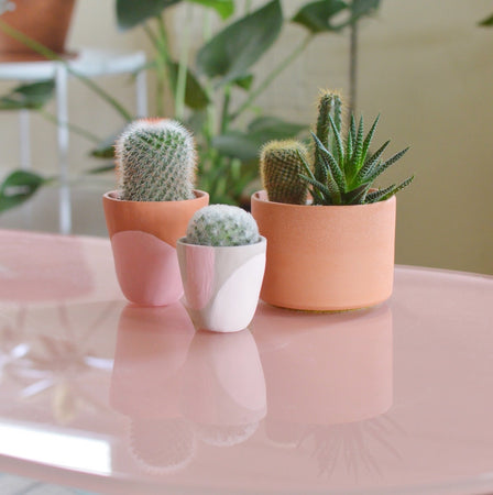 Easy Ways to Help your Plants Transition from Summer to Fall (or from Warm Weather to Cold)