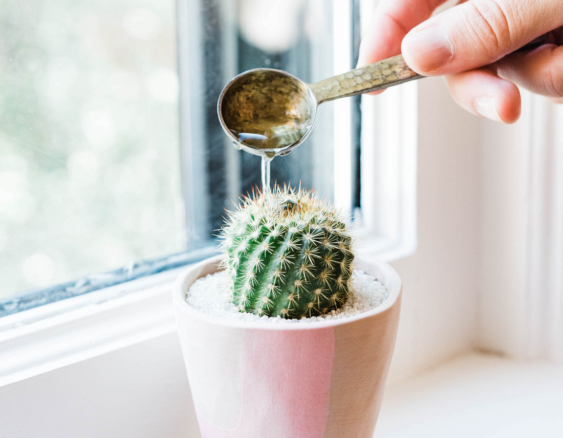 8 Tips and Tricks to Build Great Plant Care Habits