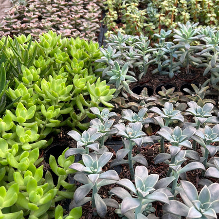 Hot take: Most succulents are *not* hard-to-kill