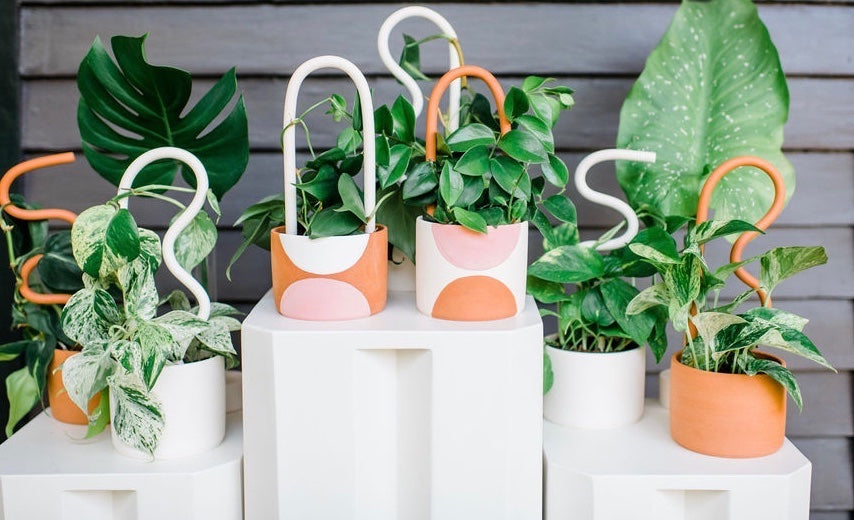 Houseplants and Plant Stakes in White and Terracotta Planters