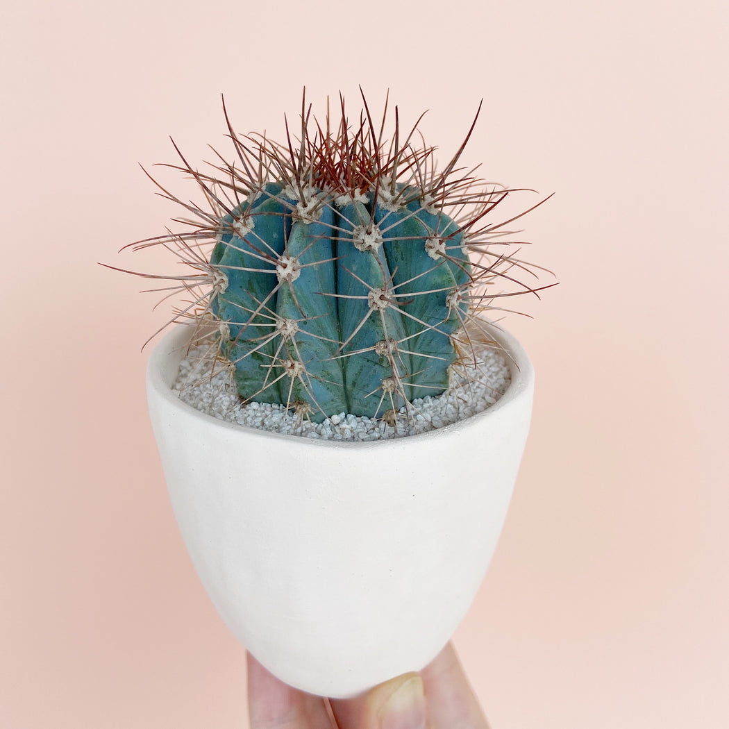 June Cactus + Handmade Ceramic Planter; Cacti + Succulents.