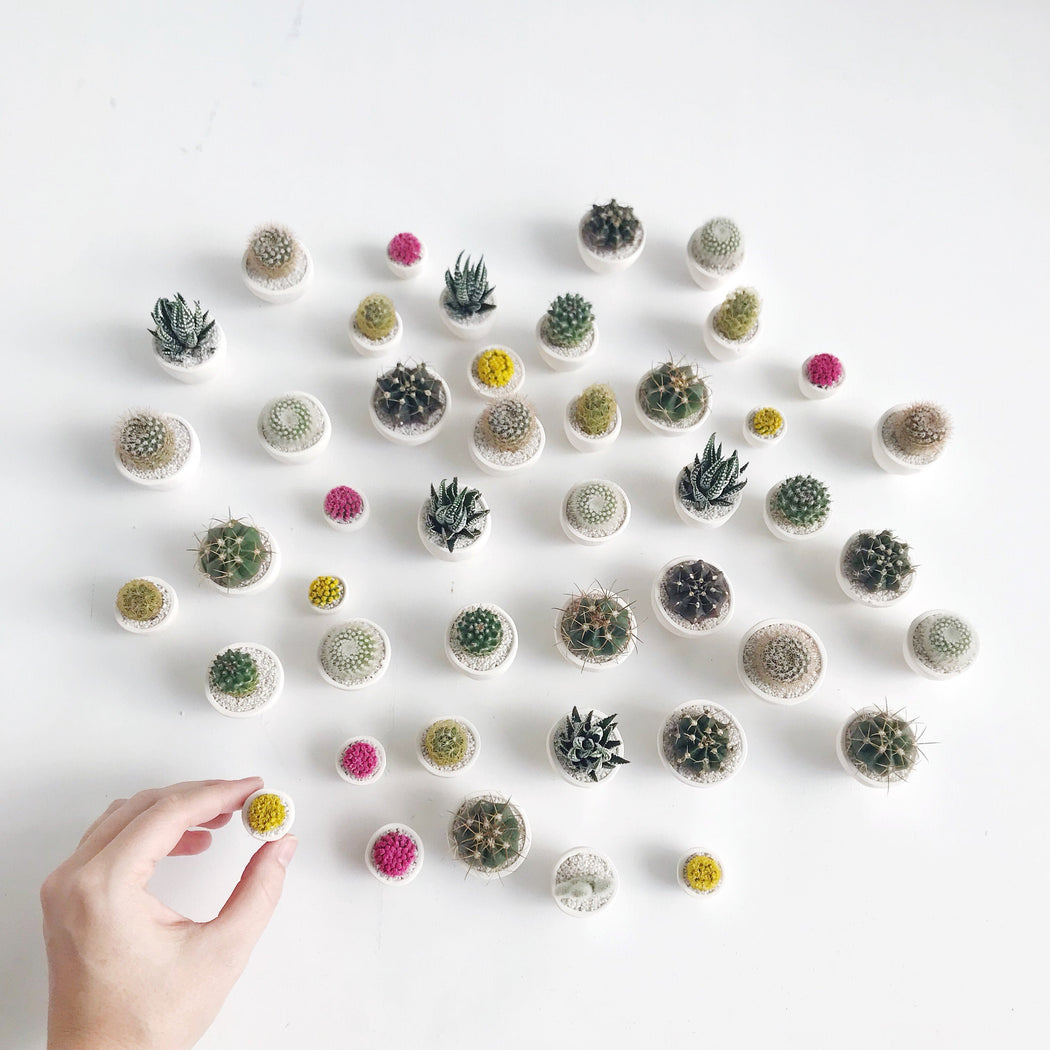Group of different types of mini cactus and succulents all in Handmade Ceramic pots