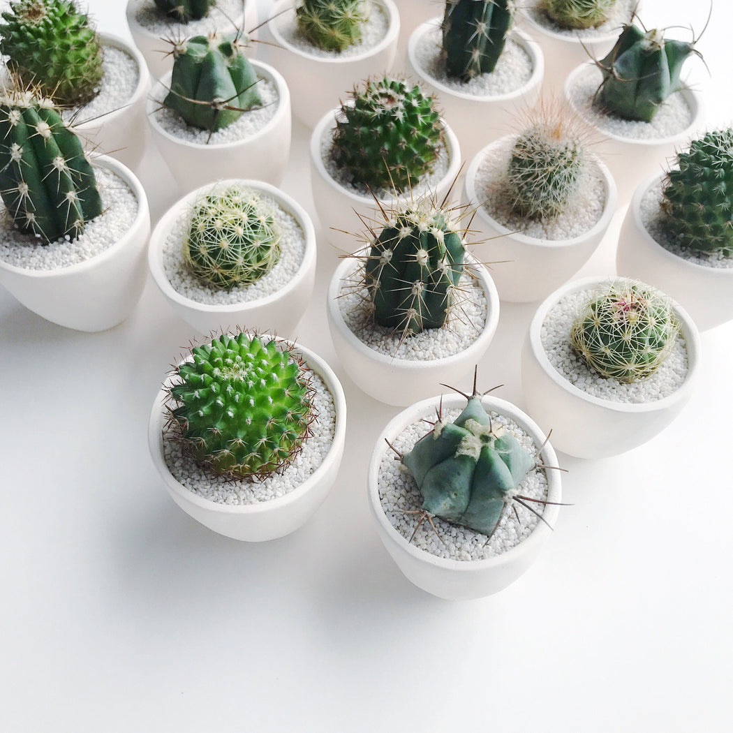 SURPRISE! Small Cactus + Handmade Ceramic Planter; Cacti + Succulents.