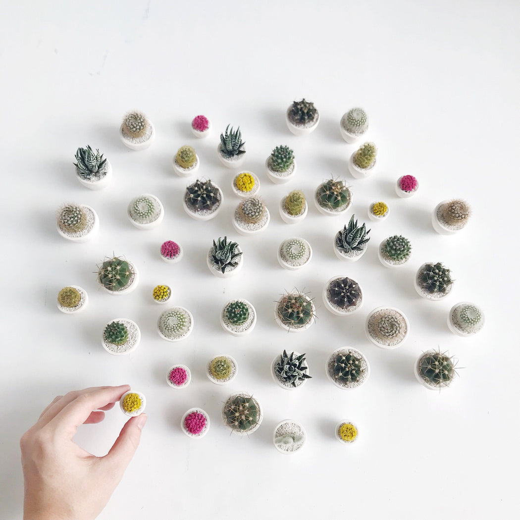 SURPRISE! Mini Cactus + Handmade Ceramic Planter; Cacti + Succulents.