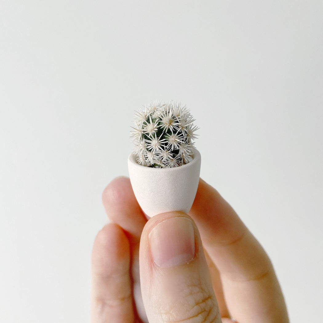 Hand holding mini cactus named Candace in a white pot for size comparison