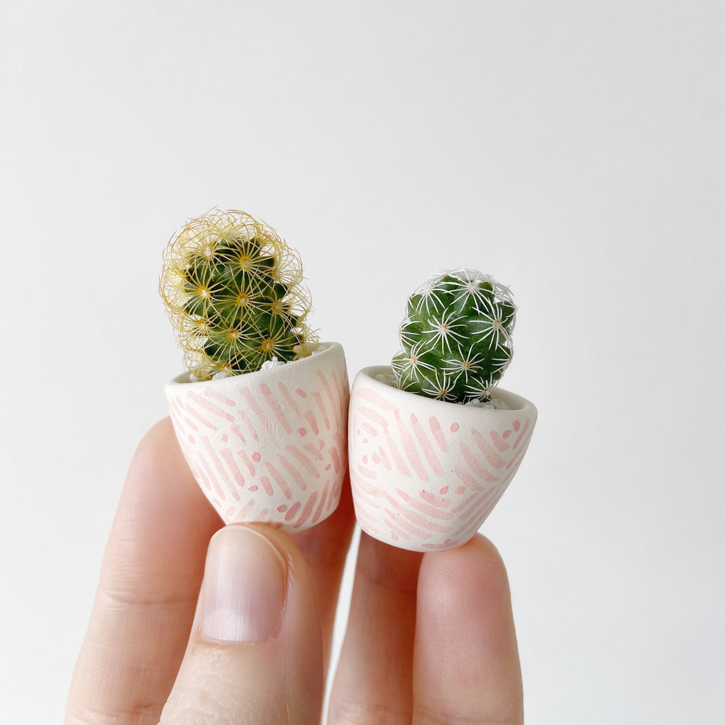 Mini Cactus + Pink Mini Planter; Cacti + Succulents.