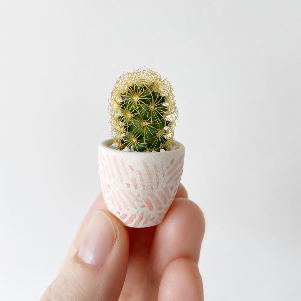 Mini Cactus + Pink Mini Planter; Cacti + Succulents.