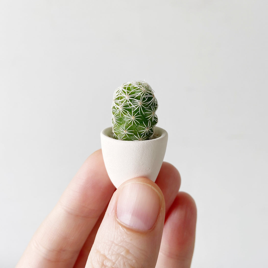 Lino Mini Cactus + Handmade Ceramic Planter; Cacti + Succulents.