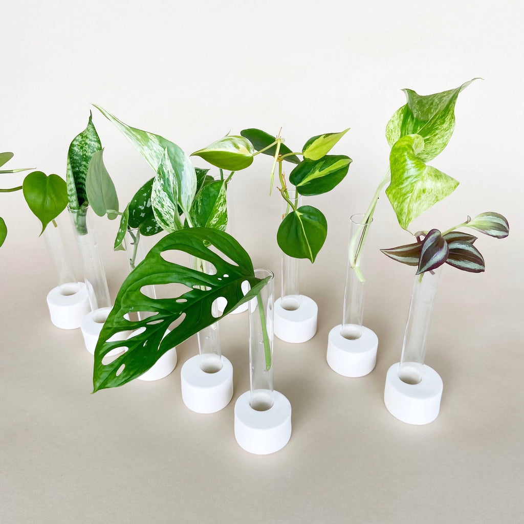 4 best houseplants for water propagation