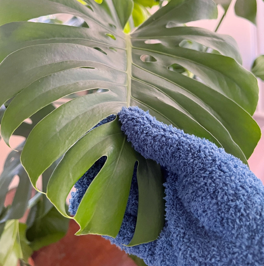 Unbiased plant tool review: Plant dusting gloves