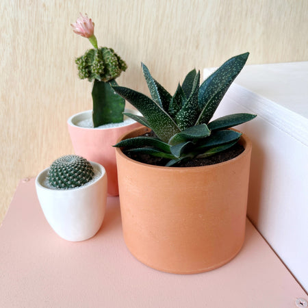 How to *Really* Know if Your Cactus or Succulent Needs Water. Succulent in terracotta planter with two other cacti in planters.