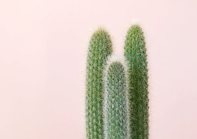 What You Need to Know About Common Myths About Cacti and Succulents 