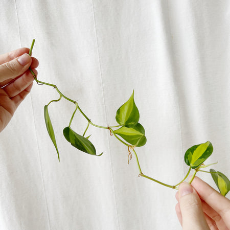 Pruning Your Houseplants: Everything You Need to Know about Why When + How!
