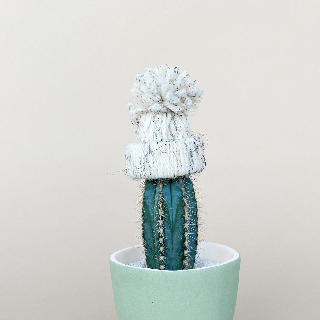 8 Easy Ways to Make Sure Your Plants are Healthy in Winter - Cute Cactus with a Hat on top