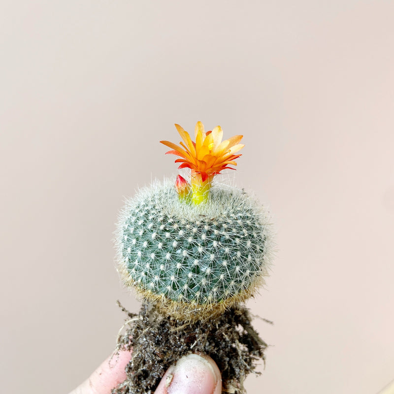 Blooming cacti: 4 Easy Steps to get your Cacti and Succulents to Flowe