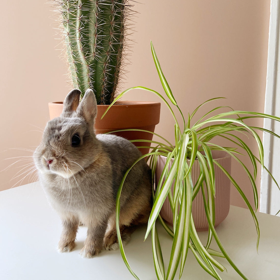 “Are your plants safe for my pet?”