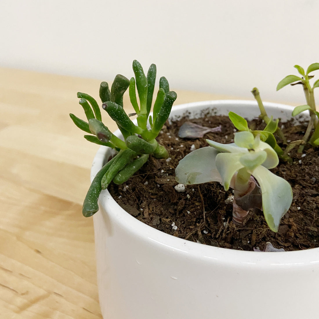 15 ways plant lovers are set up to fail