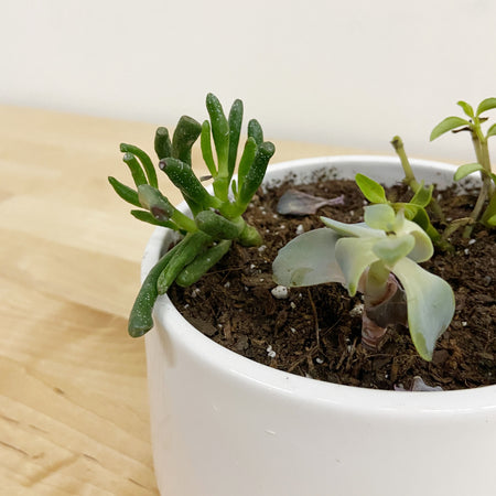 15 ways plant lovers are set up to fail