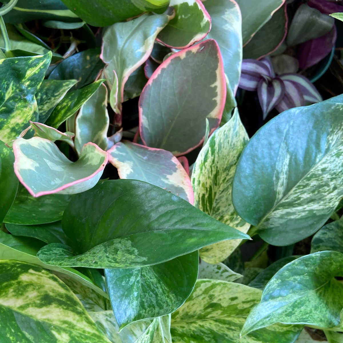 The plant variegation craze: Where to find them and how to keep them c