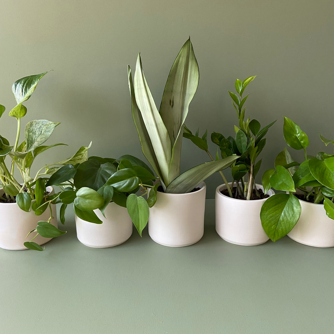 The Best Houseplants for Plant Killers