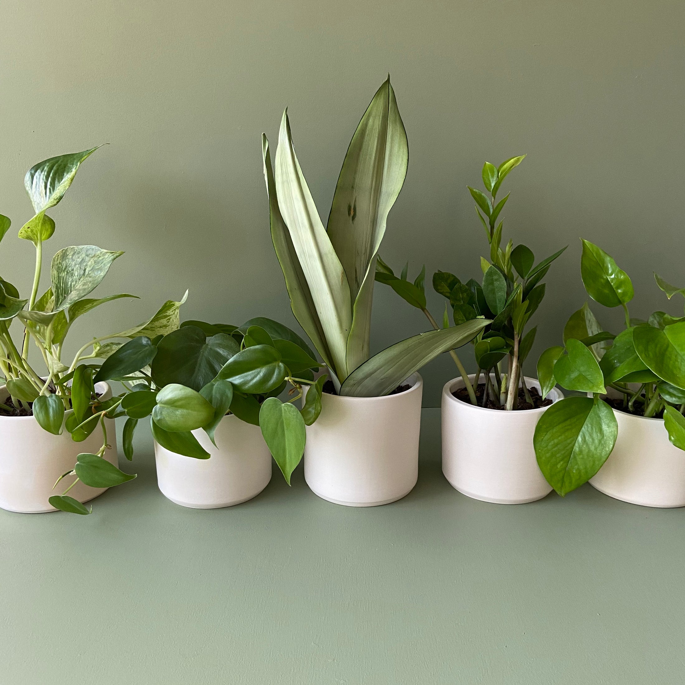 The best houseplants for plant killers