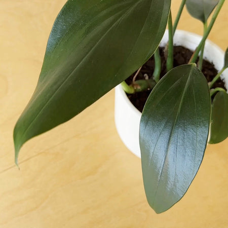 Easy DIY Leaf Cleaning Recipe and Routine for Healthy and Thriving Houseplants