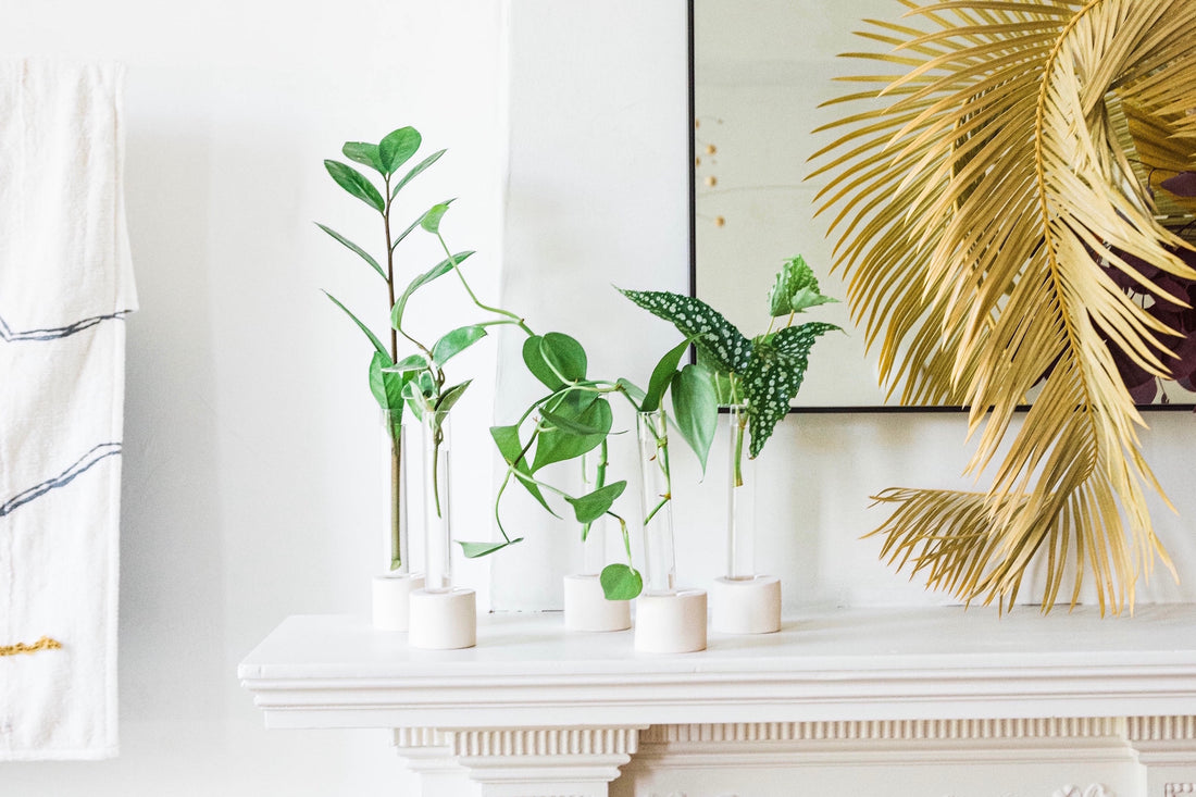 Different types of plants in propagation vessels on a mantle in home