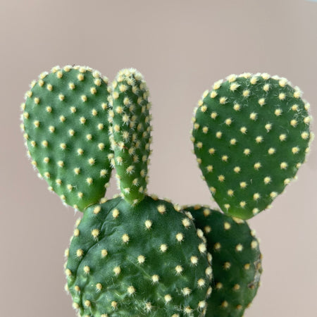 What is wrong with my cactus? Read this before you panic!