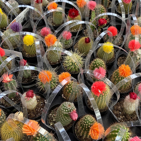 How to avoid buying unhealthy cacti and succulents: 5 signs of unhealthy plants