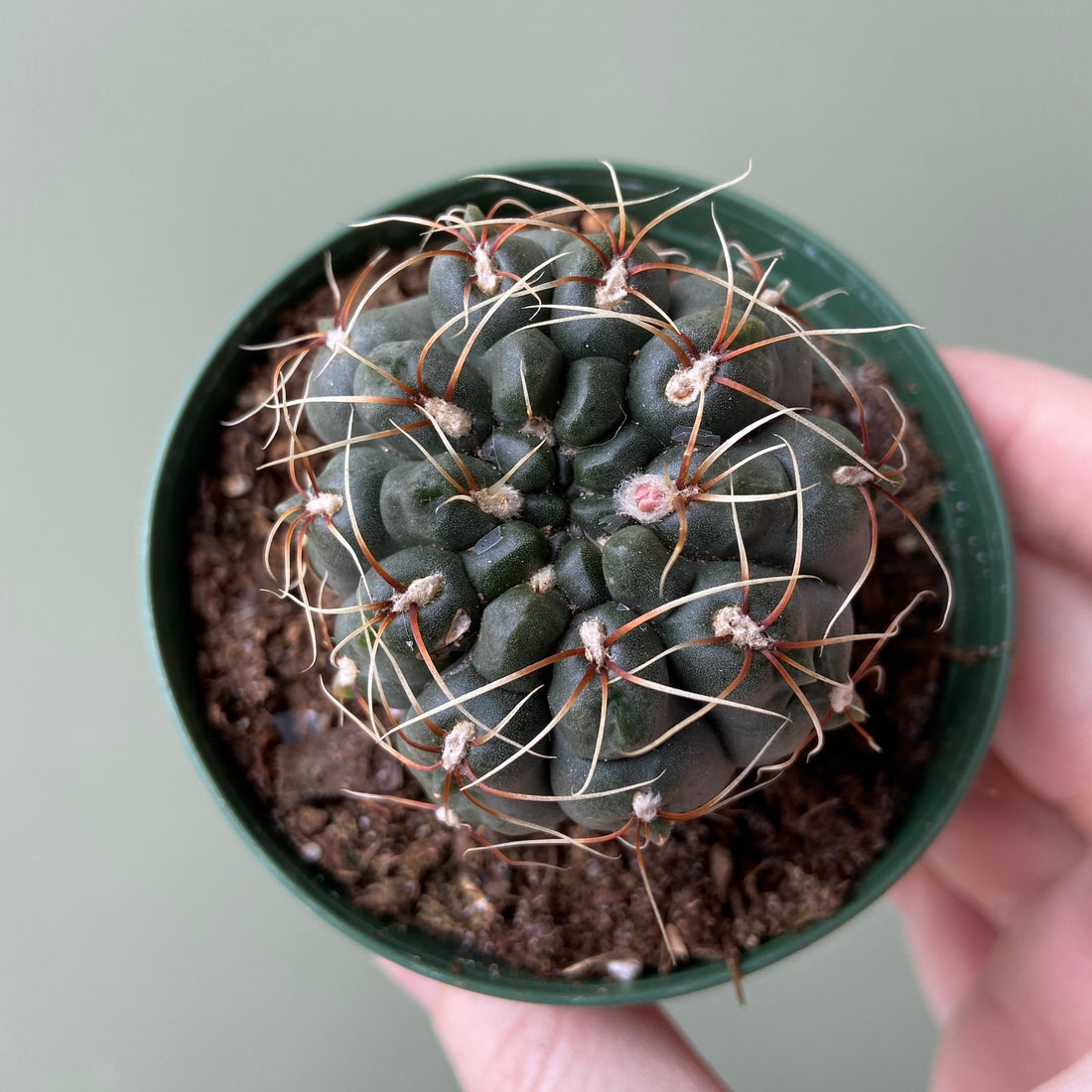 What to do if you bring home a cactus or succulent that is *not* from us