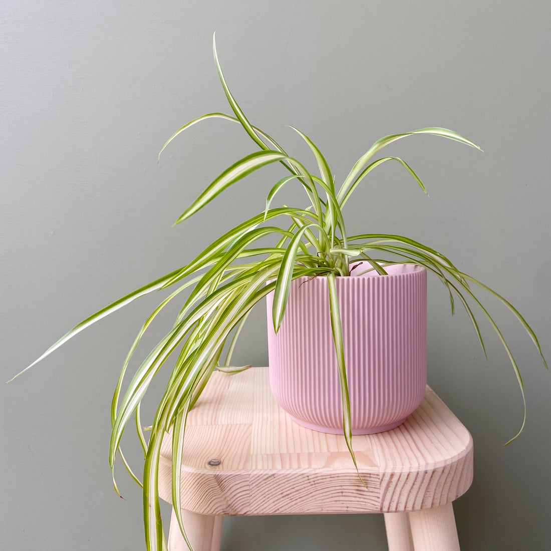 What to do when you get a houseplant *NOT* from us