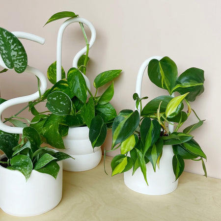 Does your plant really need to be repotted? Or one of these two things instead?