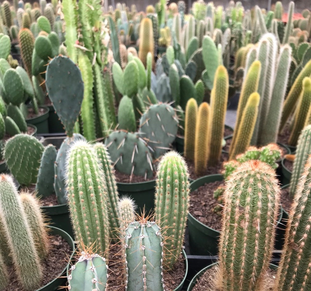 Cactus 101