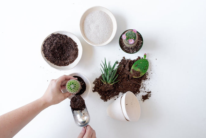 Cacti and Succulents in different states of potting with sand, soil, and planters
