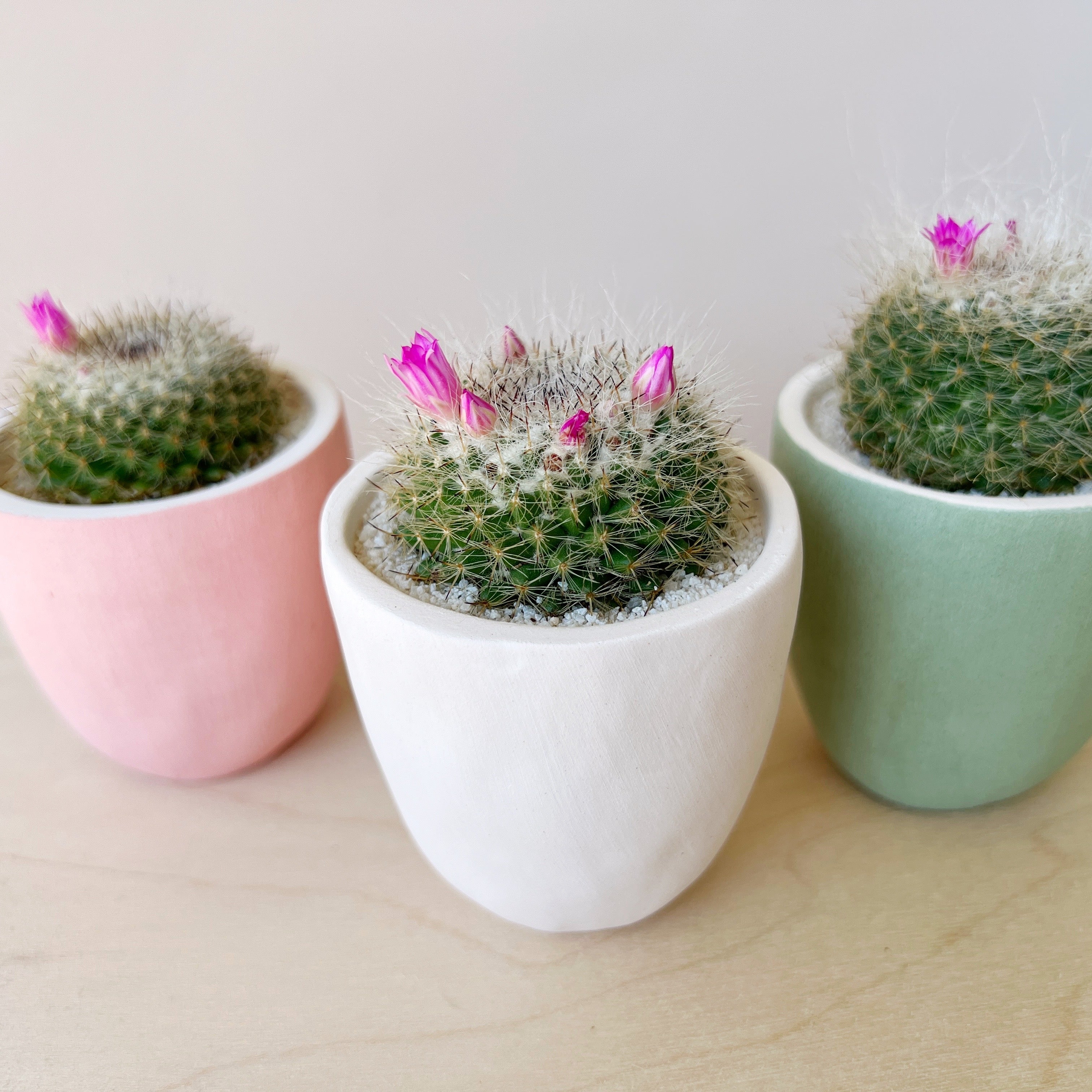 cactus plant pots Mia Cactus Plant Kit