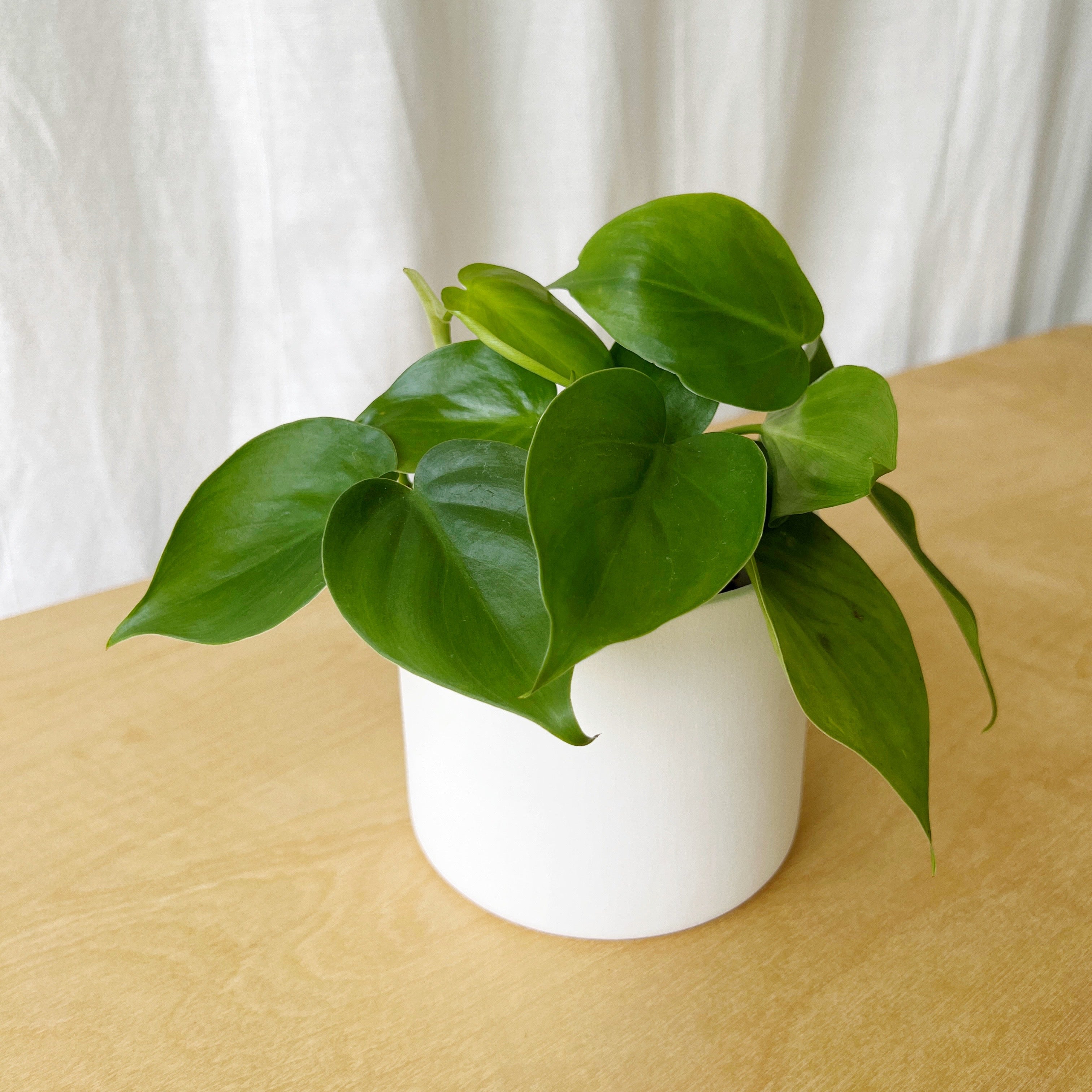Healthy Home Brasil Heartleaf Philodendron Tropical Plant in Tricolour  Ceramic Deco Pot