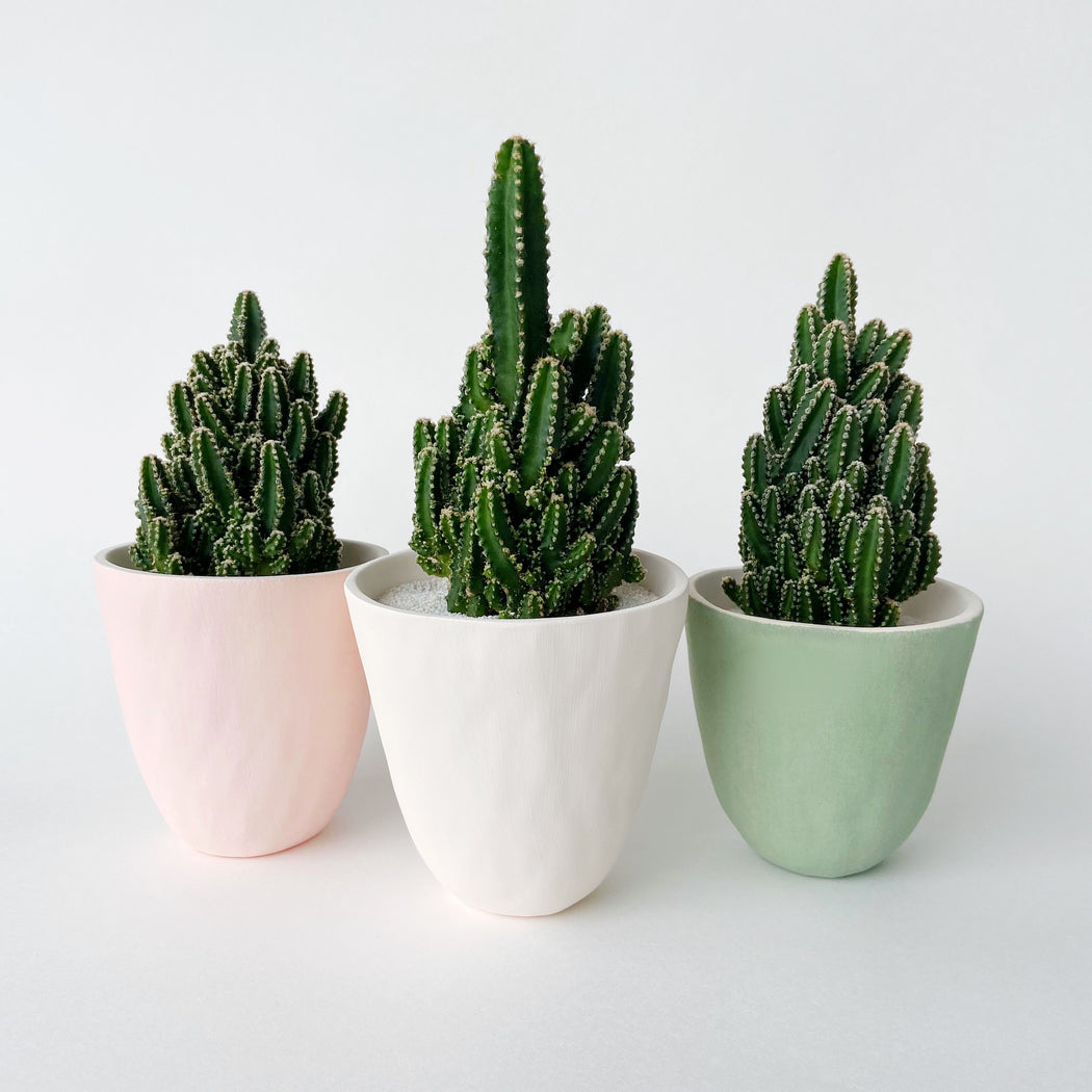 Lorenzo Cactus + Handmade Ceramic Planter; Cacti + Succulents.