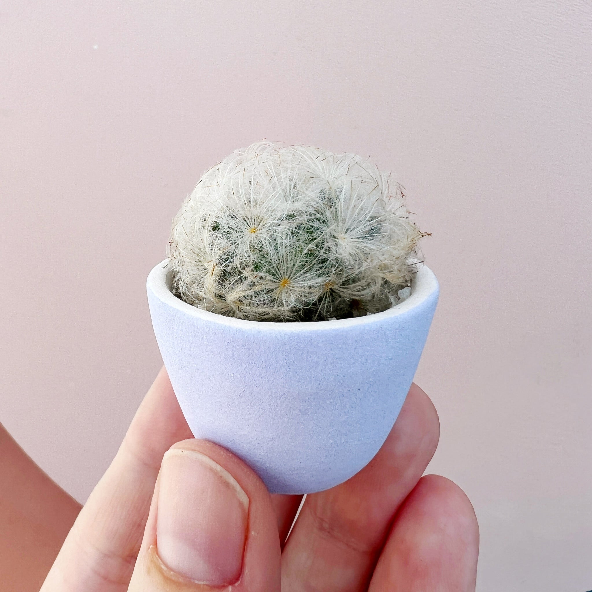 SURPRISE! Mini Cactus Garden Kit + Handmade Ceramic Planter
