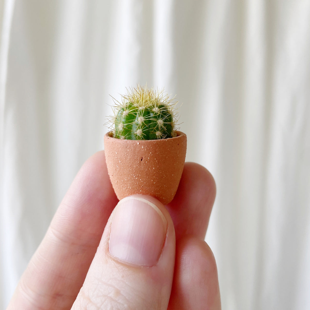 【OK plant】 Frank Mini Cactus + Mini Terracotta Cactus Planter