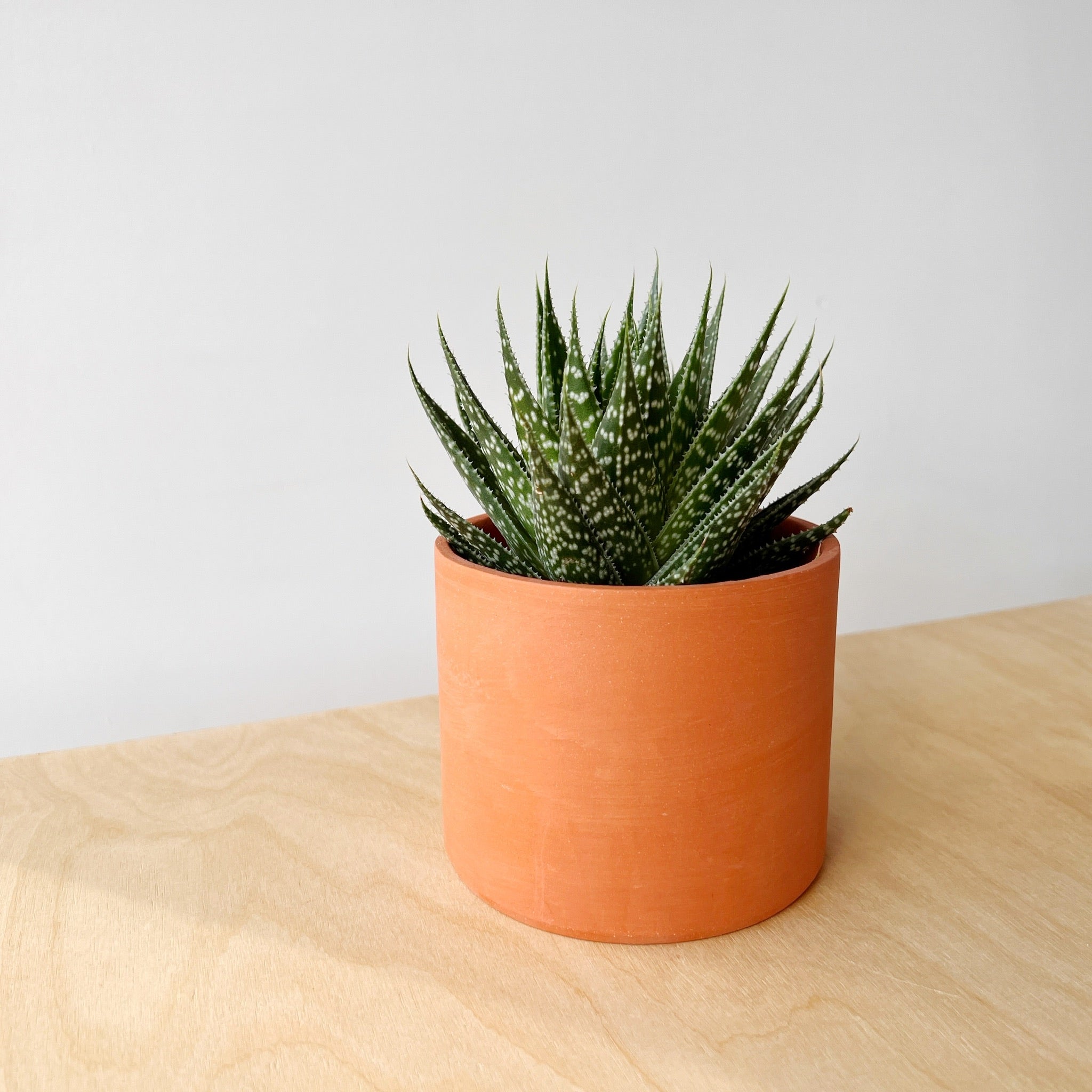 Carmelo Aloe Plant + Terracotta Ceramic Planter