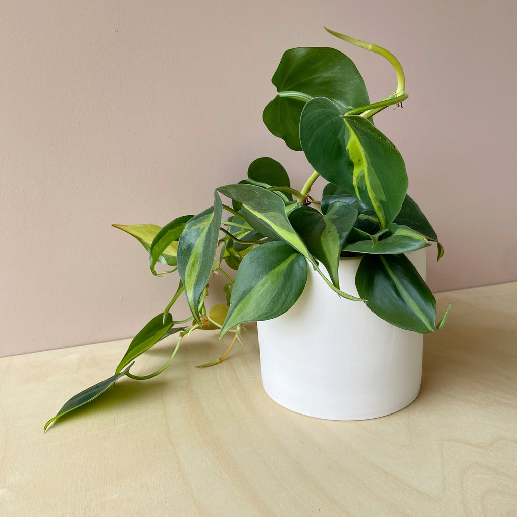 Healthy Home Brasil Heartleaf Philodendron Tropical Plant in Tricolour  Ceramic Deco Pot