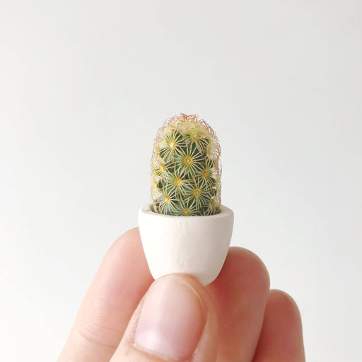 Close up of the mini cactus Fernando planted in its Handmade Ceramic Planter