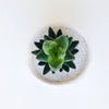 Shot from overhead of the hardy succulent named Dorothy potted in special cactus sand in a handmade Ceramic Planter