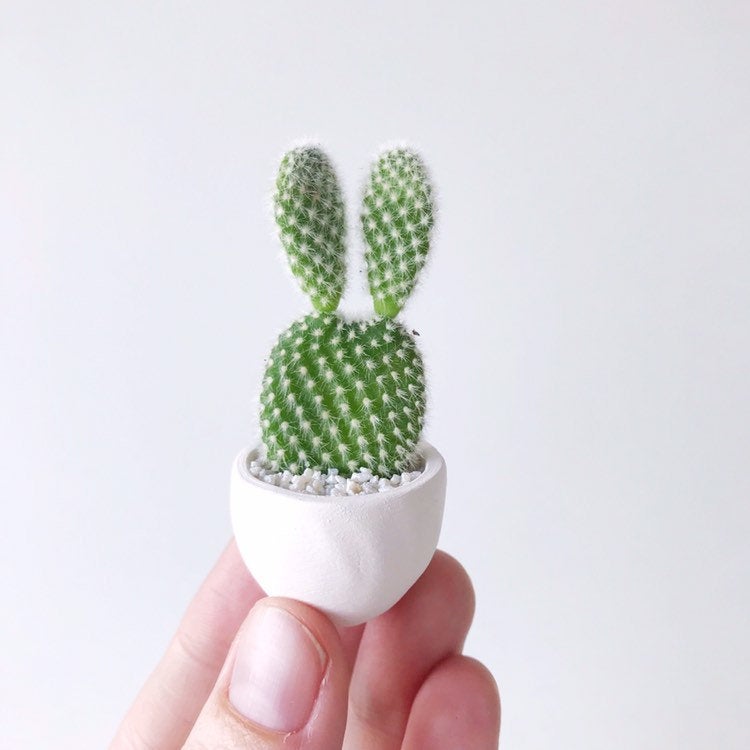 Mini Cactus with Bunny Ears named Ferdinand  and Handmade Mini Planter