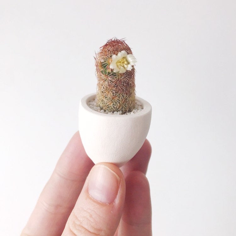 SURPRISE! Mini Cactus + Handmade Ceramic Planter; Cacti + Succulents.