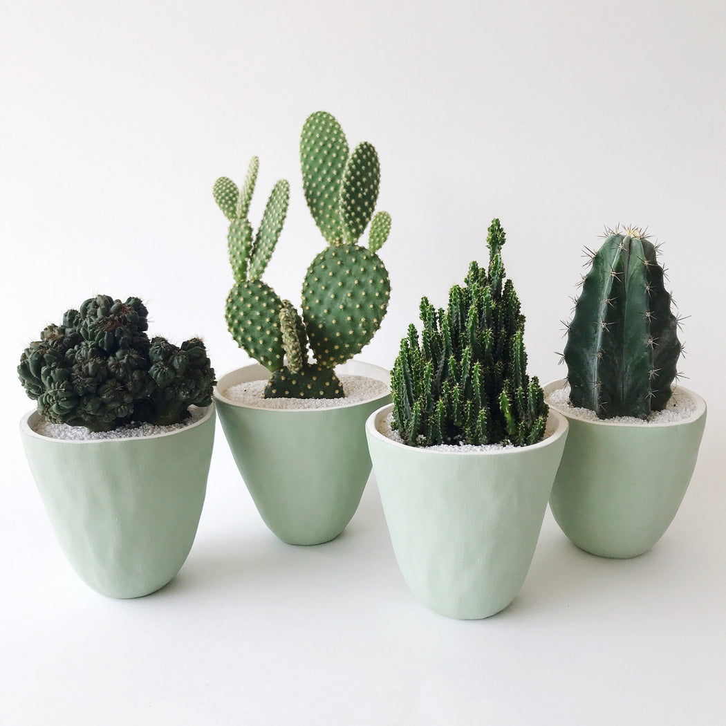 Four unique large cacti in Handmade Large Forest Green Ceramic Planters