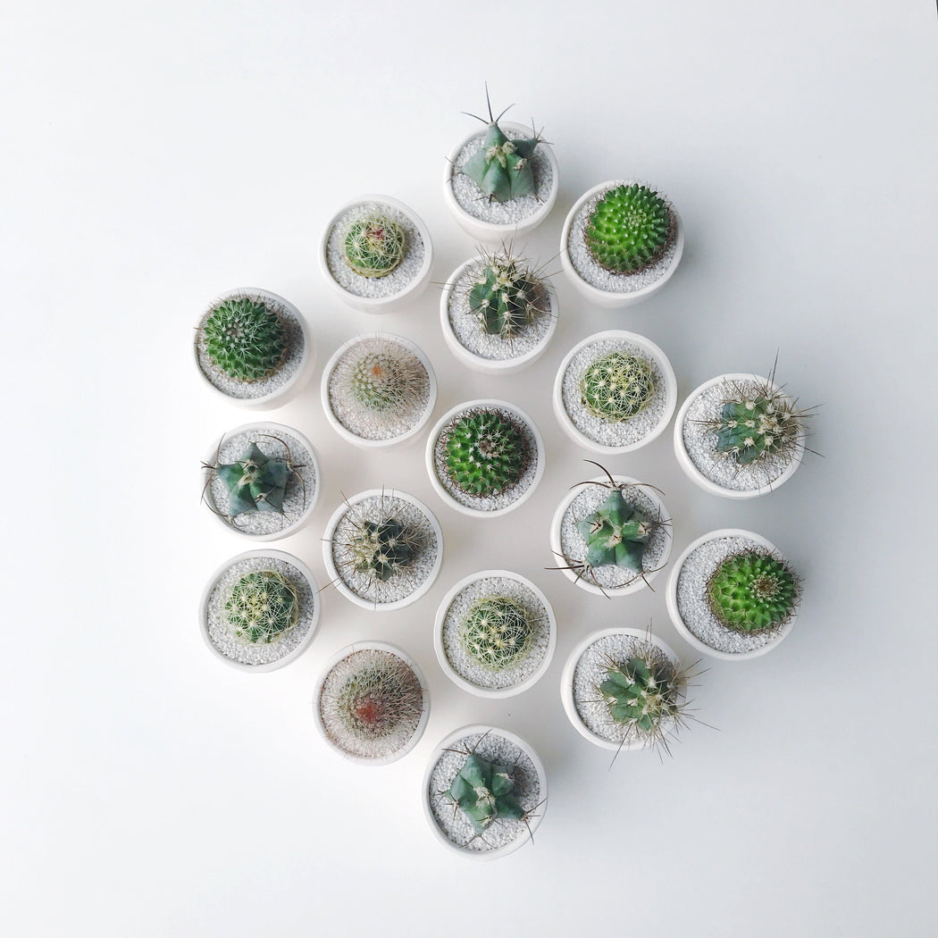 SURPRISE! Small Cactus + Handmade Ceramic Planter; Cacti + Succulents.